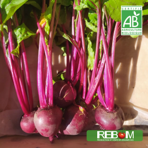 betteraves rouges