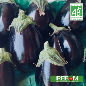 aubergines bio