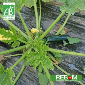 1kg de courgettes