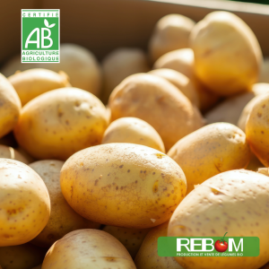 pommes de terre nouvelle
