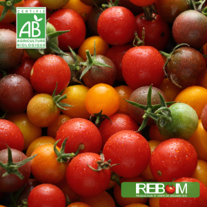 tomates cerises