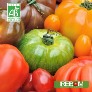 tomates anciennes rebom sarzeau