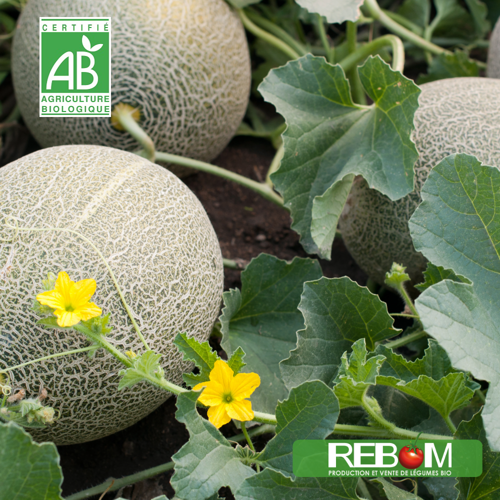 melon bio rebom Sarzeau