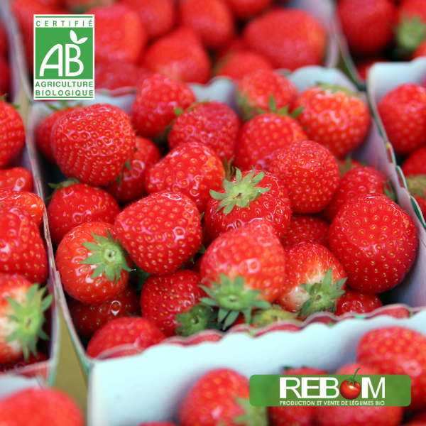 barquette de fraises 250gr