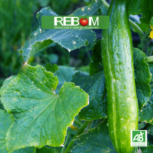 concombre bio rebom